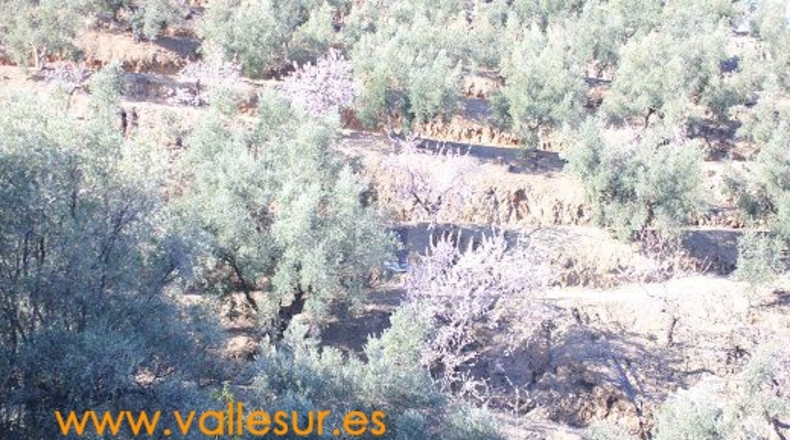 Granada - Pinos del Valle - 12000m2
