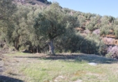 Terreno no urbanizable en venta en Ízbor ref: TR53715 foto