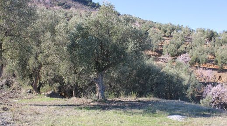 Granada - Pinos del Valle - 12000m2