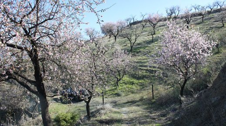 Granada - Pinos del Valle - 12000m2
