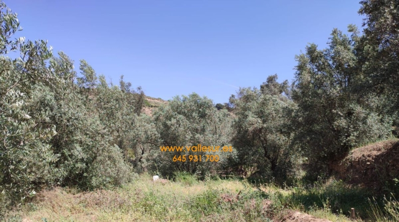 Granada - Chite - 2000m2