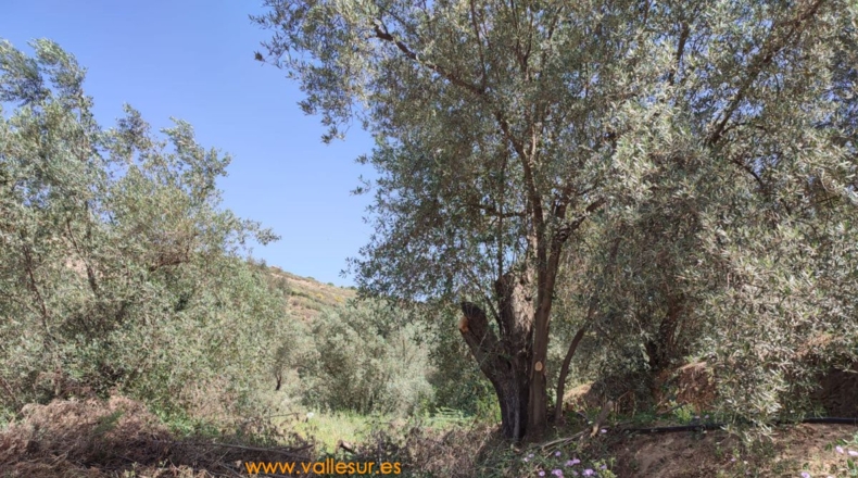 Granada - Chite - 2000m2
