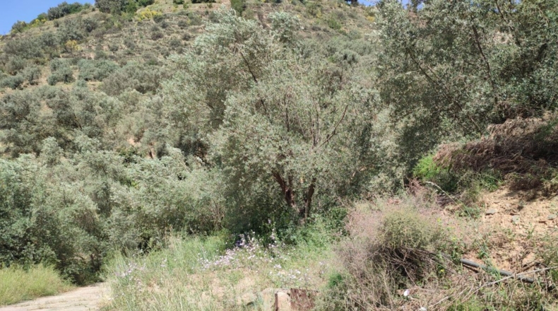 Granada - Chite - 2000m2