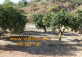 Non-developable land for sale in Pinos del Valle ref: TR54875 photo