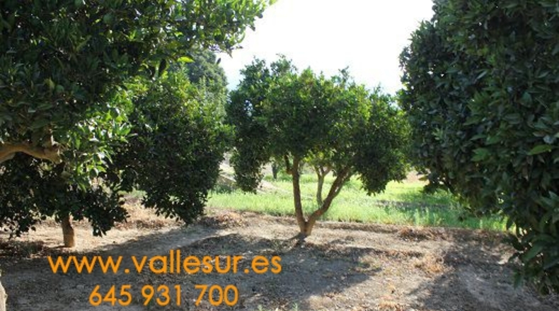 Granada - Restábal - 2000m2