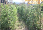 Non-developable land for sale in Pinos del Valle ref: TR54875 photo