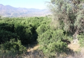 Terreno no urbanizable en venta en Murchas ref: TR110635 foto