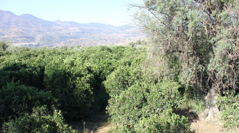 Granada - Murchas - 5000m2
