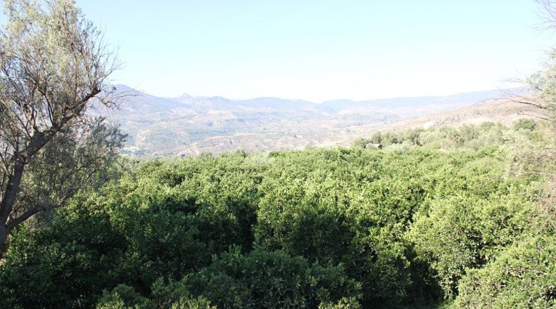 Granada - Murchas - 5000m2
