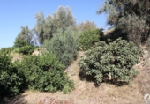 Terreno no urbanizable en venta en Murchas ref: TR110635 foto