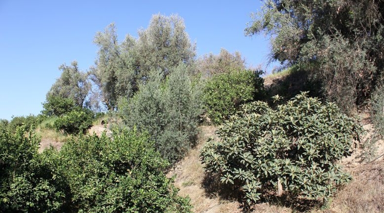 Granada - Murchas - 5000m2