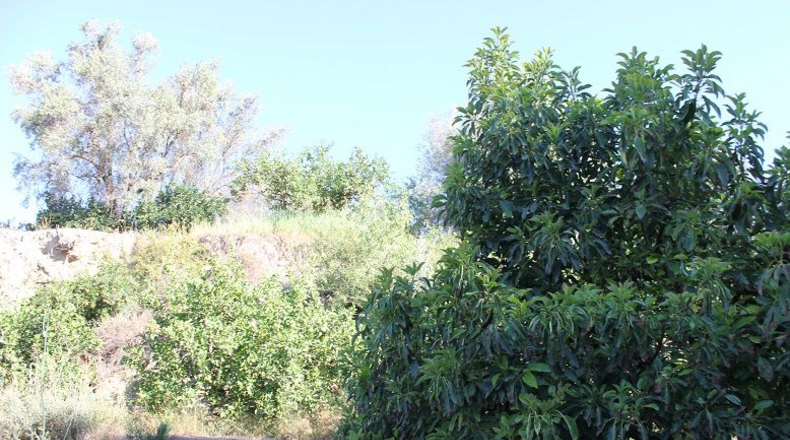 Granada - Murchas - 5000m2