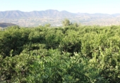 Terreno no urbanizable en venta en Murchas ref: TR110635 foto