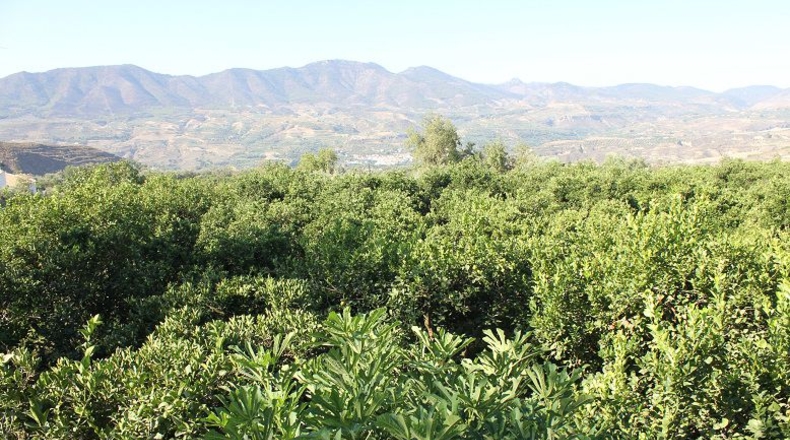 Granada - Murchas - 5000m2