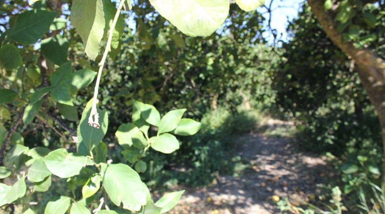 Granada - Murchas - 5000m2