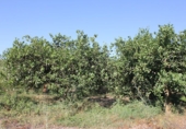 Terreno no urbanizable en venta en Murchas ref: TR110635 foto