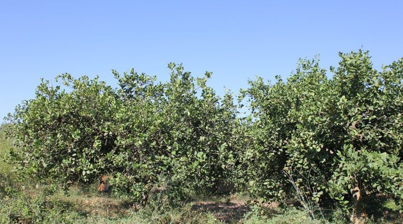Granada - Murchas - 5000m2