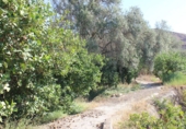 Terreno no urbanizable en venta en Murchas ref: TR110635 foto