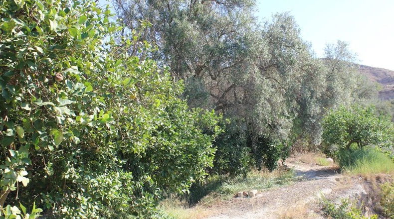 Granada - Murchas - 5000m2
