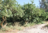 Terreno no urbanizable en venta en Murchas ref: TR110635 foto