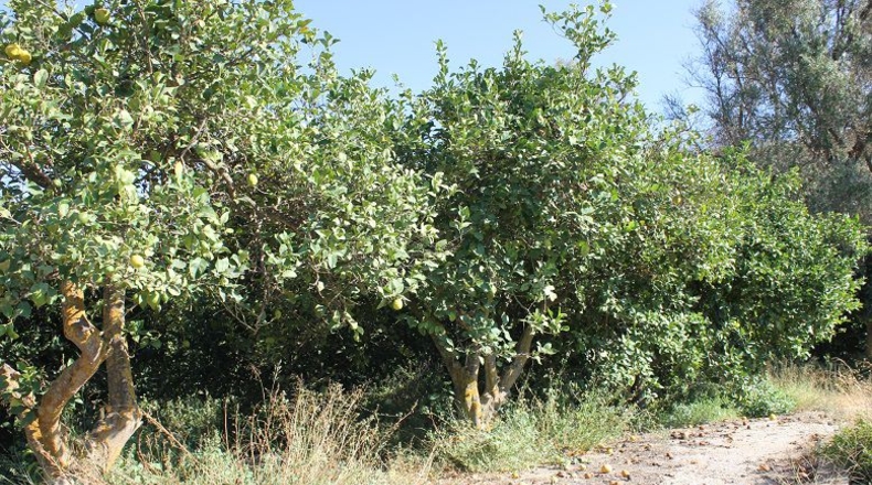 Granada - Murchas - 5000m2