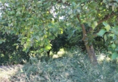 Terreno no urbanizable en venta en Murchas ref: TR110635 foto