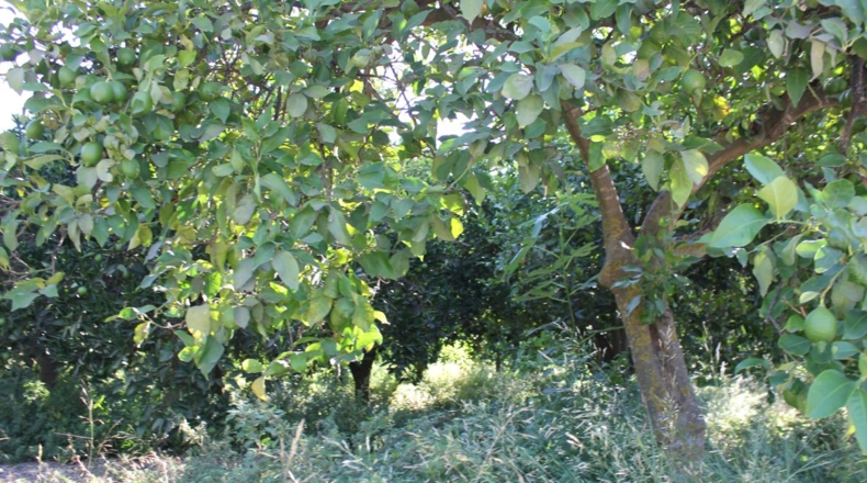 Granada - Murchas - 5000m2