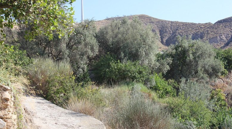 Granada - Murchas - 5000m2