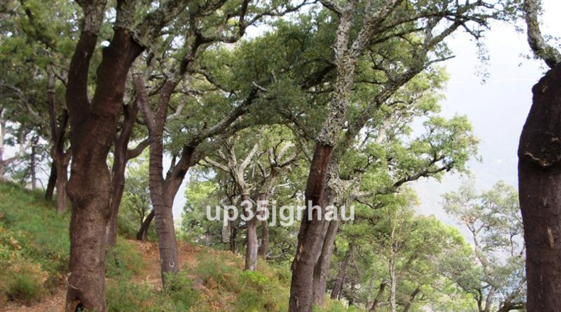 Malaga - Jubrique - 300000m2