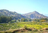 Vil·la amb terreny en venda a Coín ref.: TR183450 foto