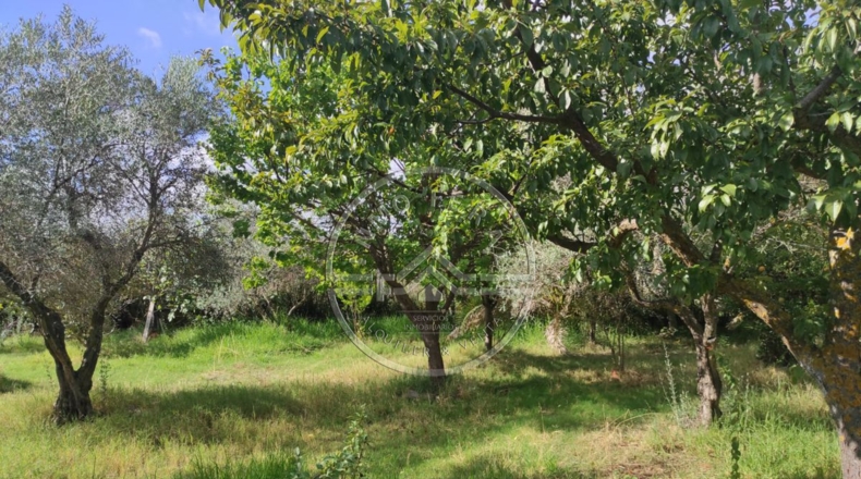 Córdoba - La Carlota - 3545m2
