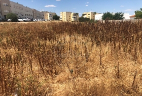 Marchena 1500&nbsp;m² 