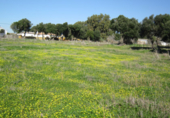 Land suitable for development for sale in Barbate ref: TR53708 photo