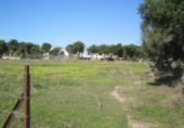 Land suitable for development for sale in Barbate ref: TR53708 photo