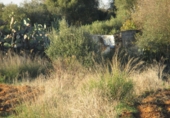 Terreny no urbanitzable en venda a Conil de la Frontera ref.: TR53757 foto