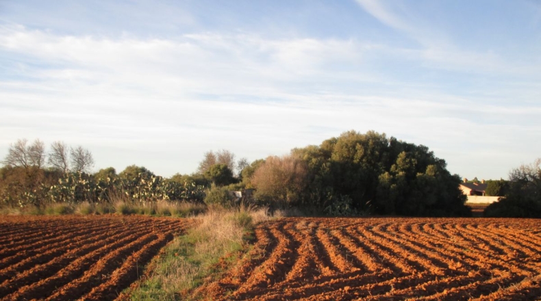Cádiz - Conil de la Frontera - 20965m2