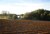 Terreny no urbanitzable en venda a Conil de la Frontera ref.: TR53757 foto