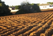 Terreny no urbanitzable en venda a Conil de la Frontera ref.: TR53757 foto