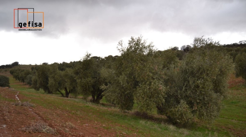 Ciudad Real - Valdepeñas - 500000m2