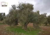 Rural estate for sale in Valdepeñas ref: TR62886 photo