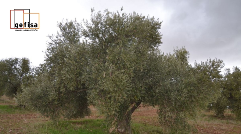 Ciudad Real - Valdepeñas - 500000m2