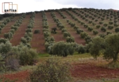 Rural estate for sale in Valdepeñas ref: TR62886 photo