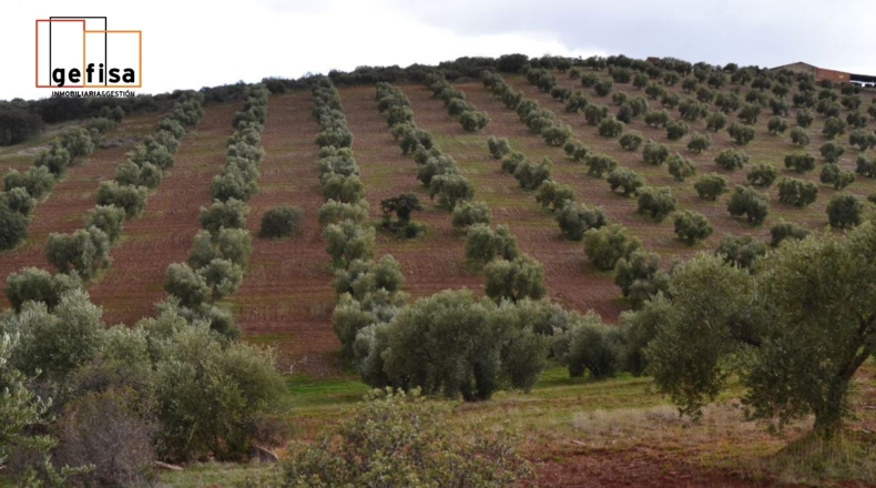 Ciudad Real - Valdepeñas - 500000m2