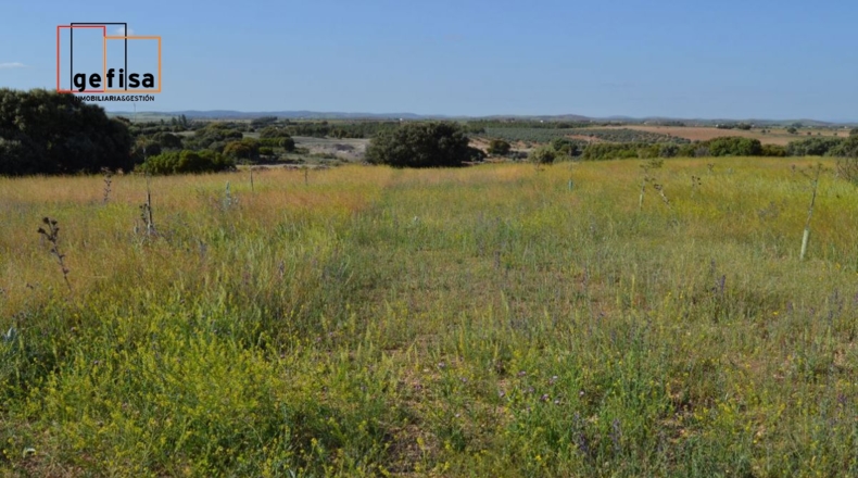 Ciudad Real - Valdepeñas - 13100m2