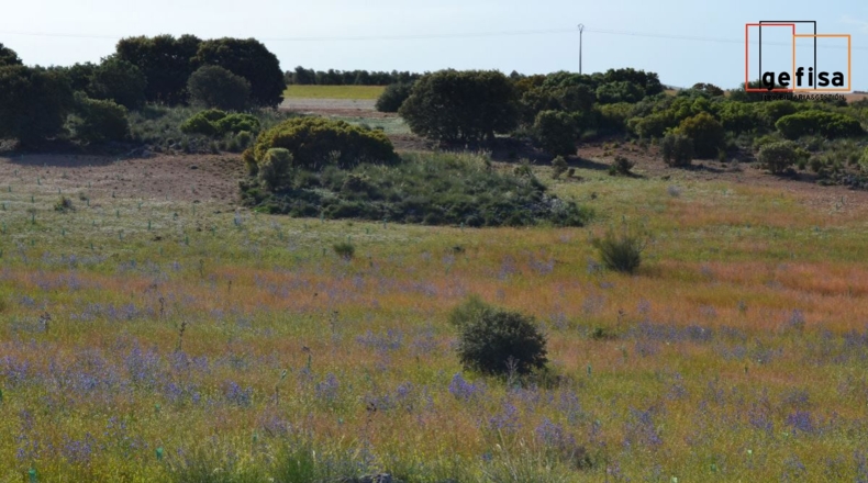 Ciudad Real - Valdepeñas - 13100m2