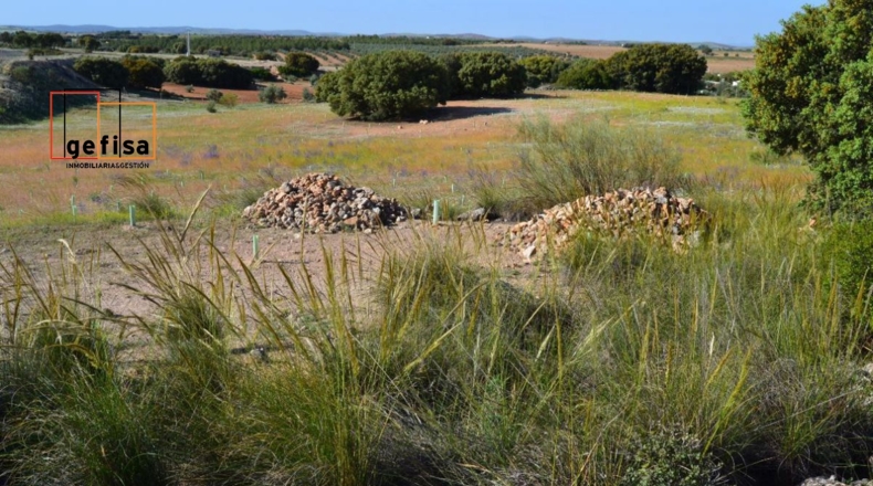 Ciudad Real - Valdepeñas - 13100m2