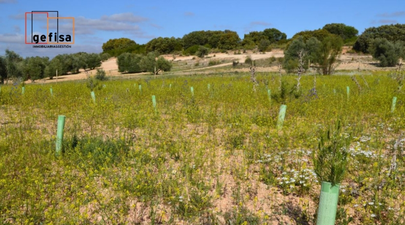 Ciudad Real - Valdepeñas - 13100m2