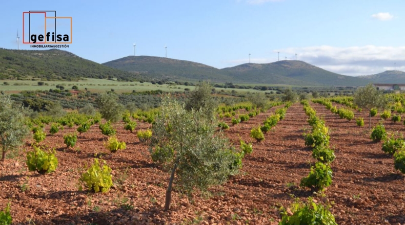 Ciudad Real - Valdepeñas - 13100m2