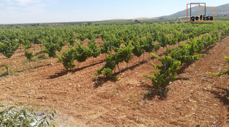 Ciudad Real - Valdepeñas - 7500m2