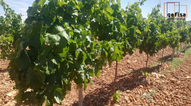 Ciudad Real - Valdepeñas - 7500m2